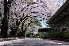 桜バスターズ