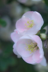 咲き分けの木瓜