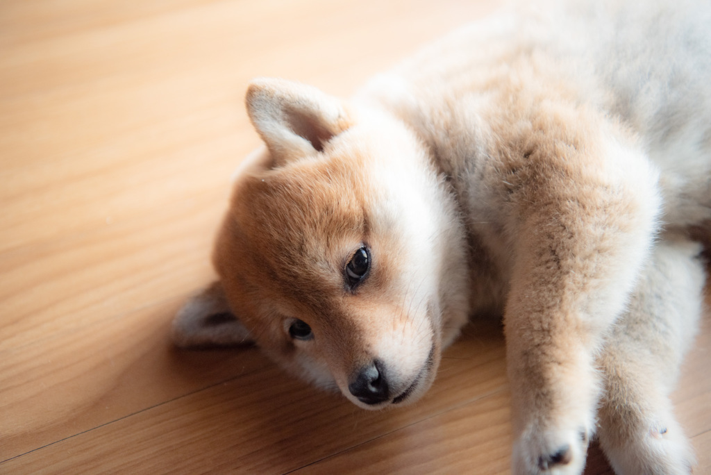 ちょっとだけよ