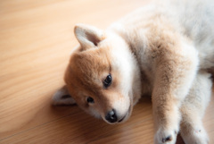 ちょっとだけよ