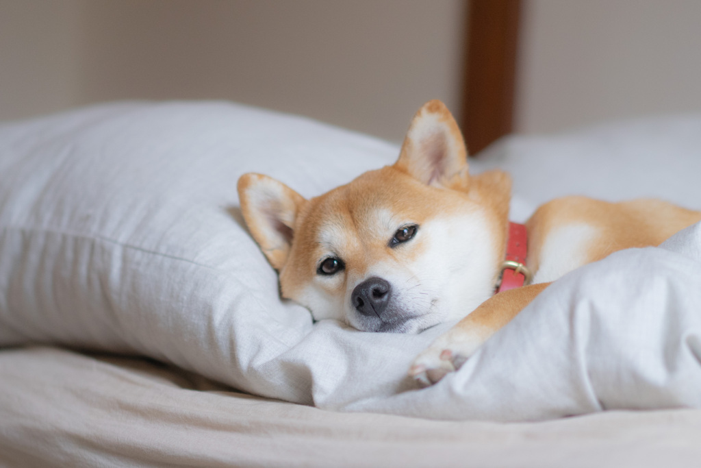 春眠から覚める