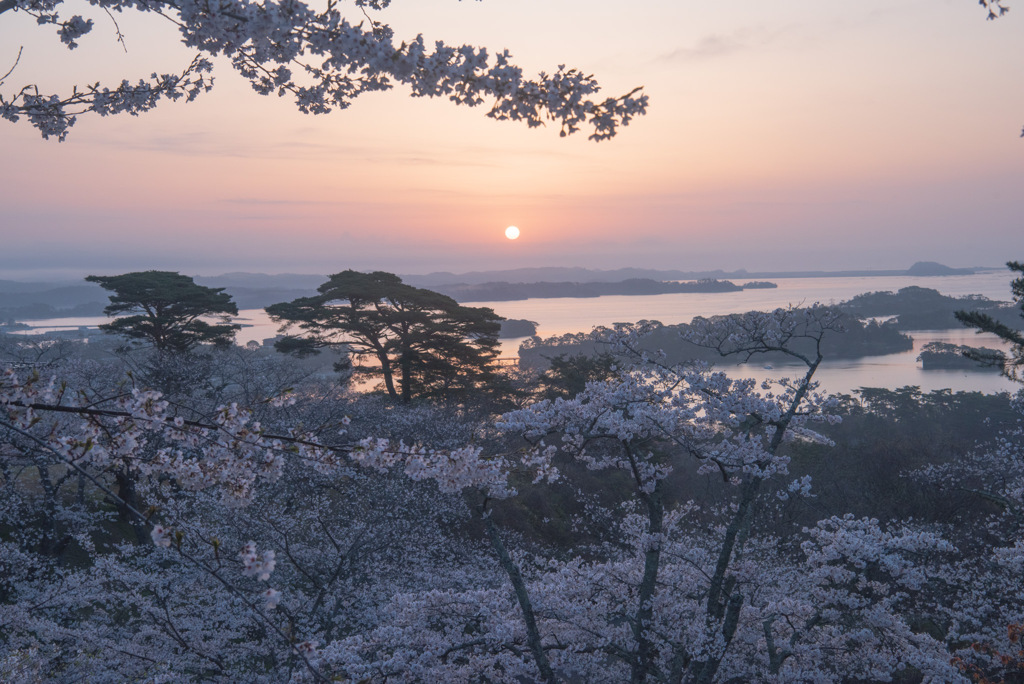 朝焼けの松島と桜