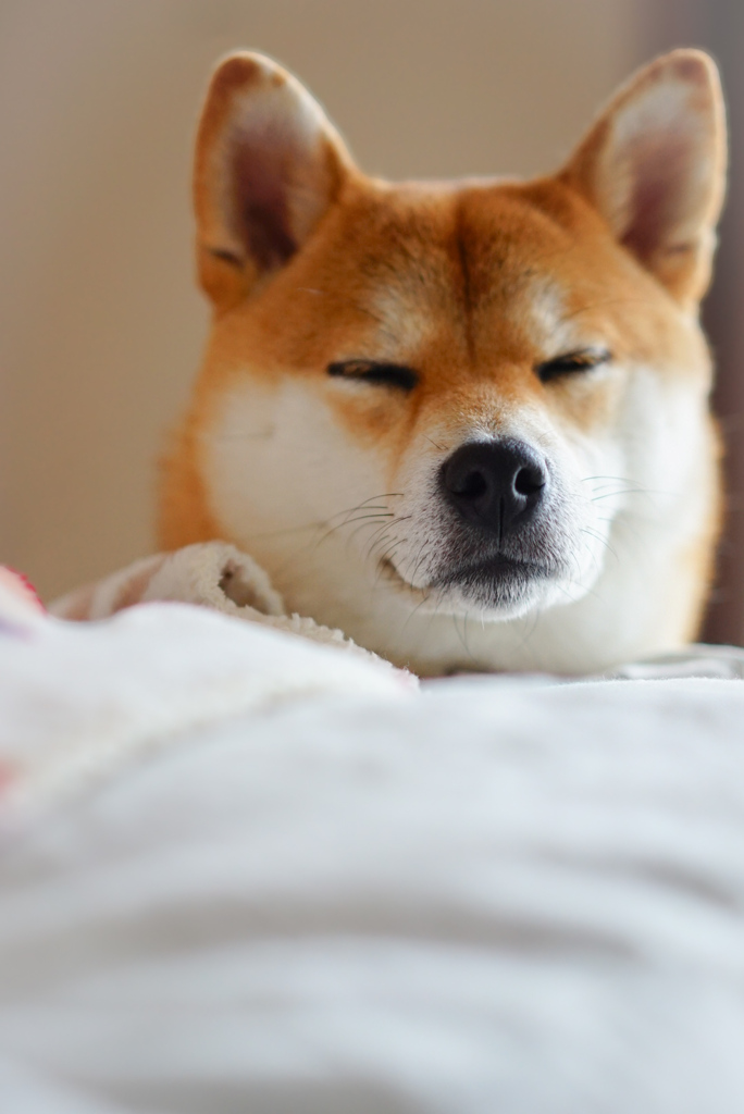 キツネ顔