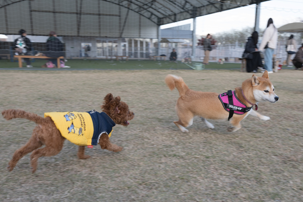 久々ドックラン