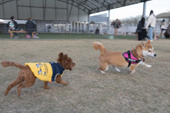 久々ドックラン