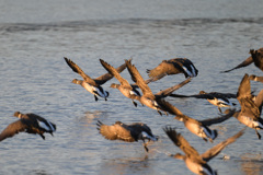 コクガンの飛び立ち