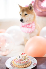 ケーキまだ？？