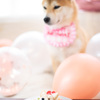 ケーキまだ？？