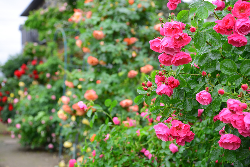 在りし日の薔薇園