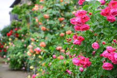 在りし日の薔薇園