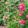 在りし日の薔薇園