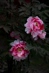 王華錦