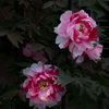 王華錦