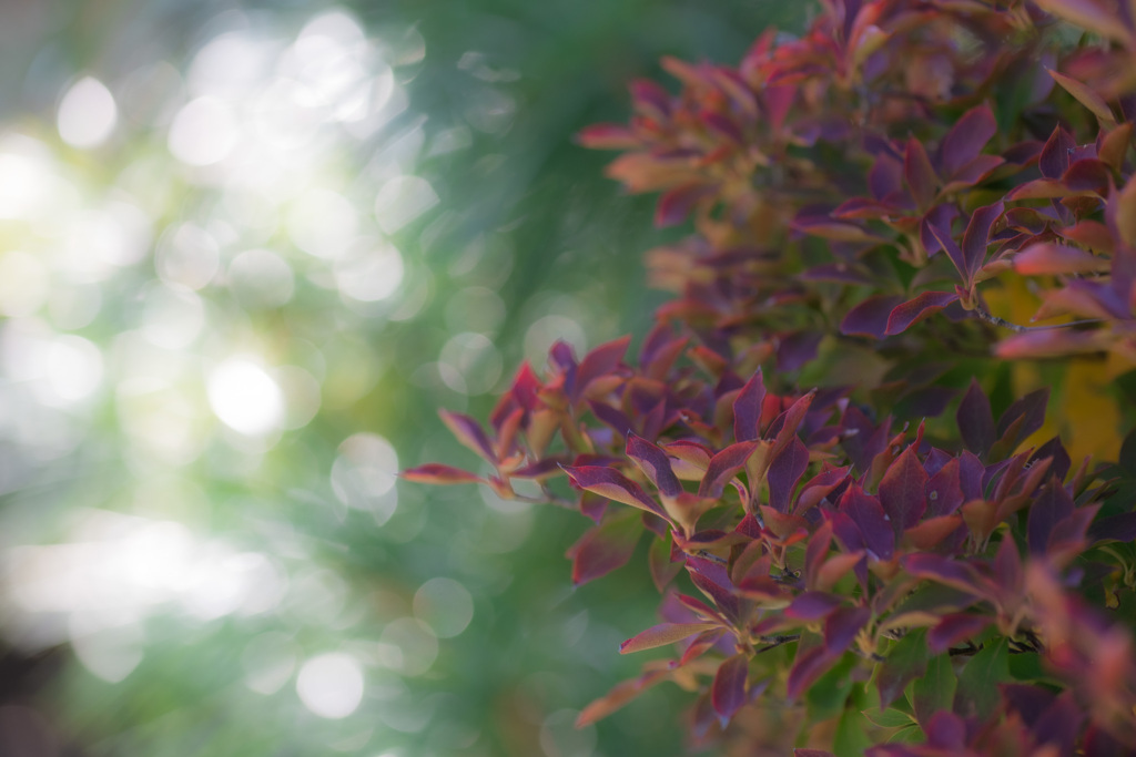 ドウダンツツジ