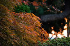 夕日と枝垂れ紅葉