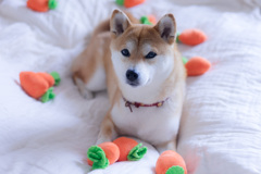 にんじん畑に連れて行って