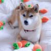 にんじん畑に連れて行って