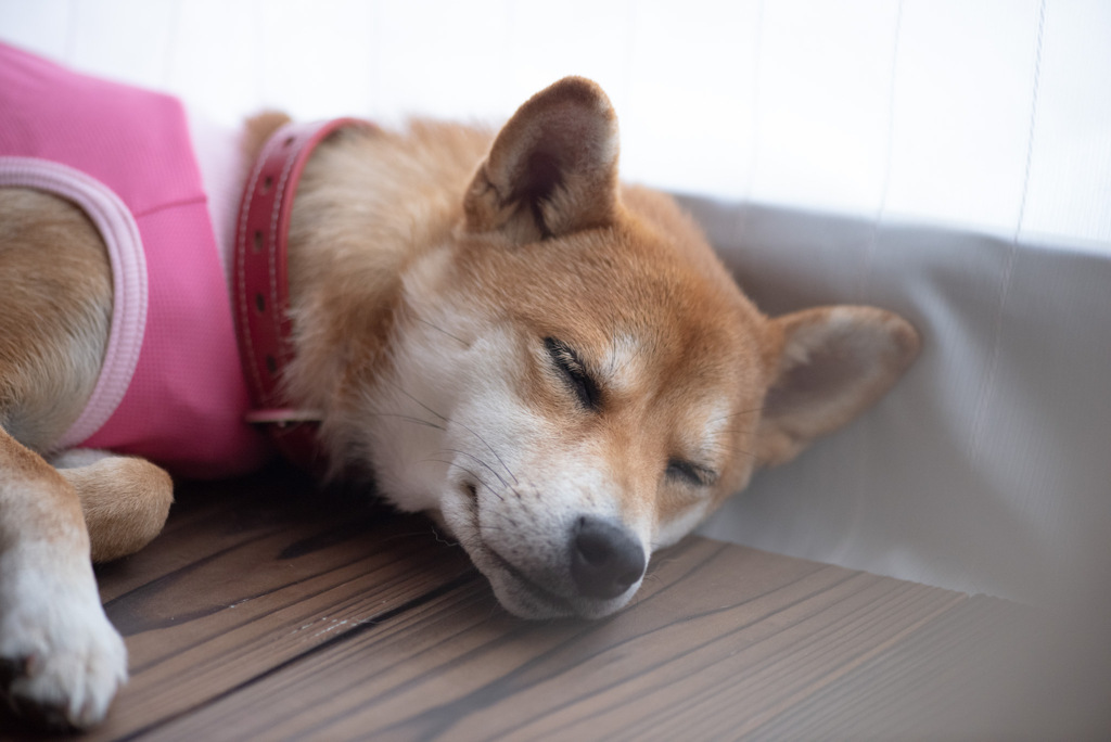 まどろみ