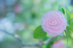 Pink Perfection