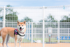 ベンチ隊員