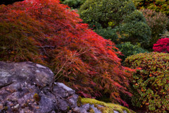 枝垂れ紅葉