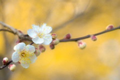 寒梅