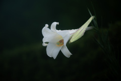高砂百合