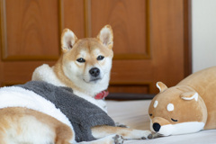 動かないよ