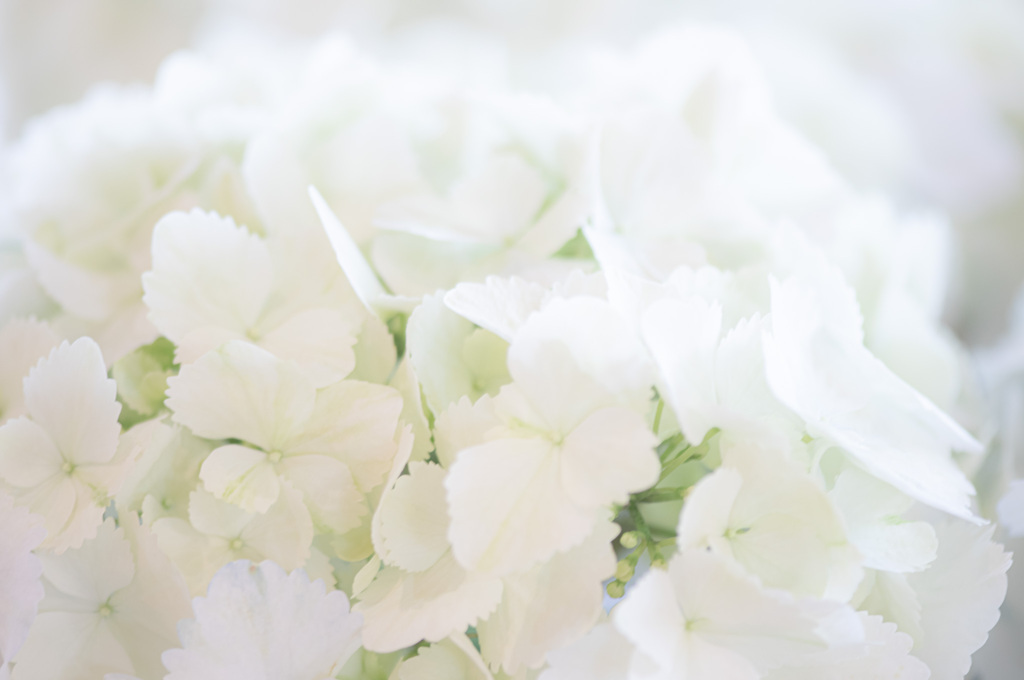 white cyclamen