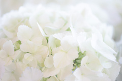white cyclamen