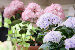 gardening