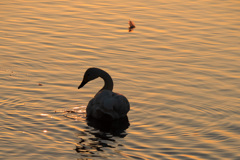 black　swan