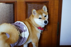見せ腹巻き