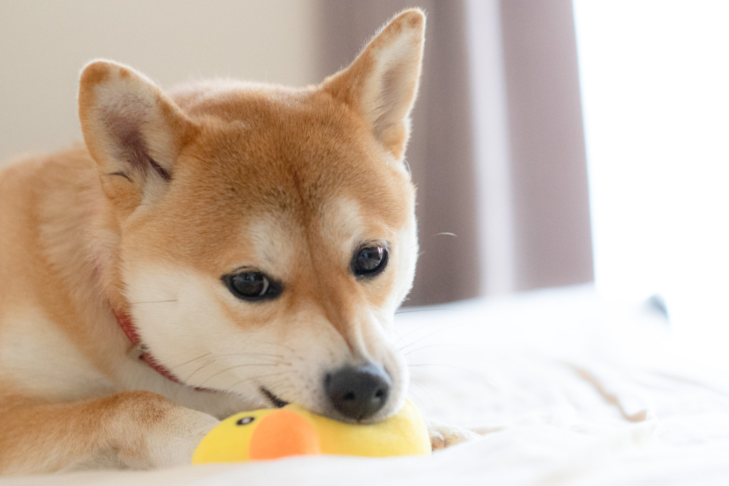新しいおもちゃ