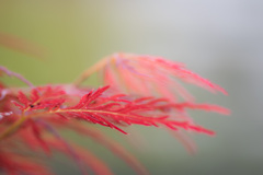 夏紅葉