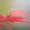 夏紅葉
