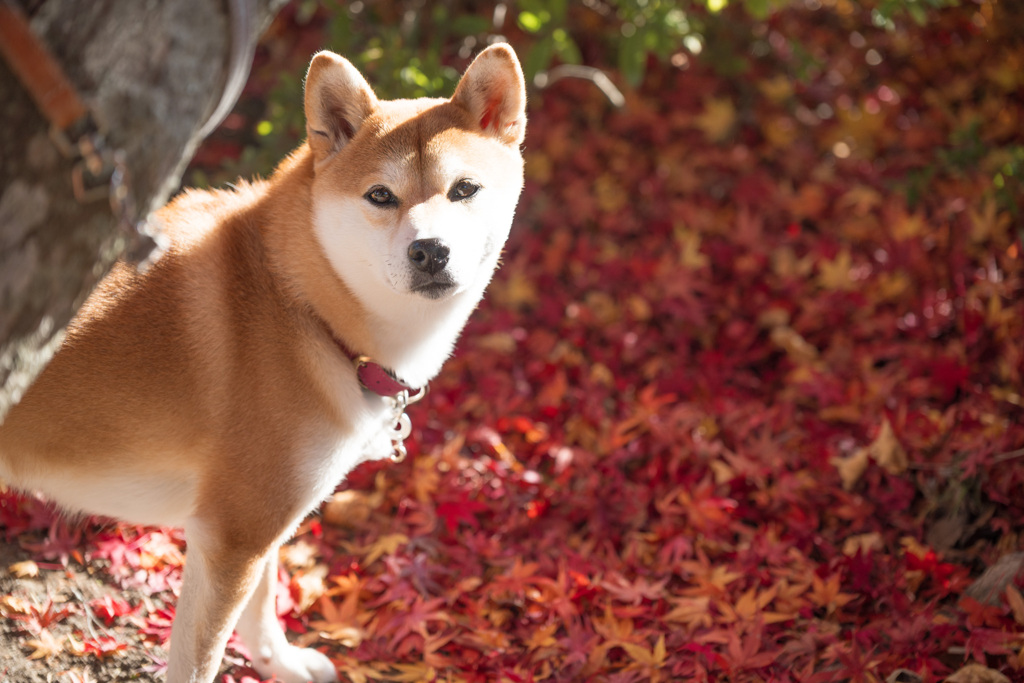 紅葉絨毯とむぎ