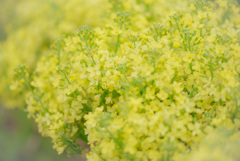 これは何の花？