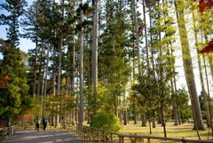 瑞巌寺　杉並木