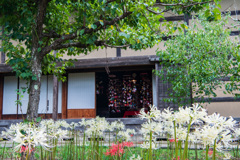 古民家と白彼岸花