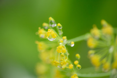 Dill drop