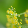 Dill drop