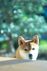 柴犬と玉ボケ
