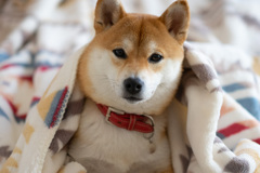 あったかいね
