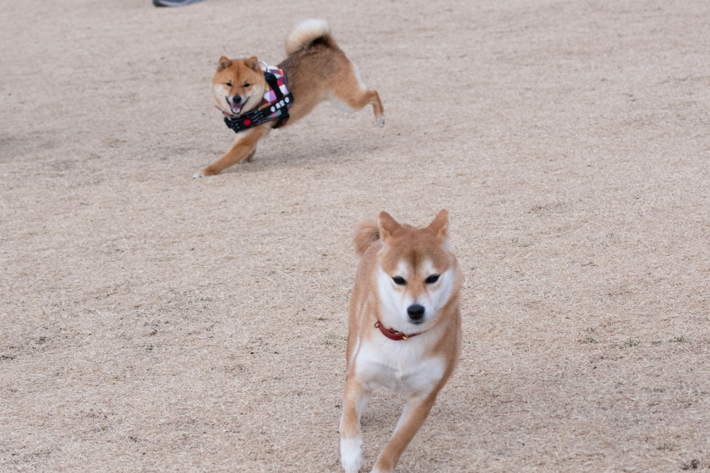 追いかけっこ