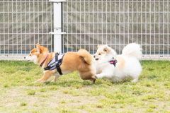 むぎちゃん、遅いよ