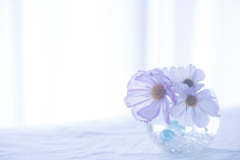 cosmos