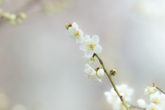 白梅を