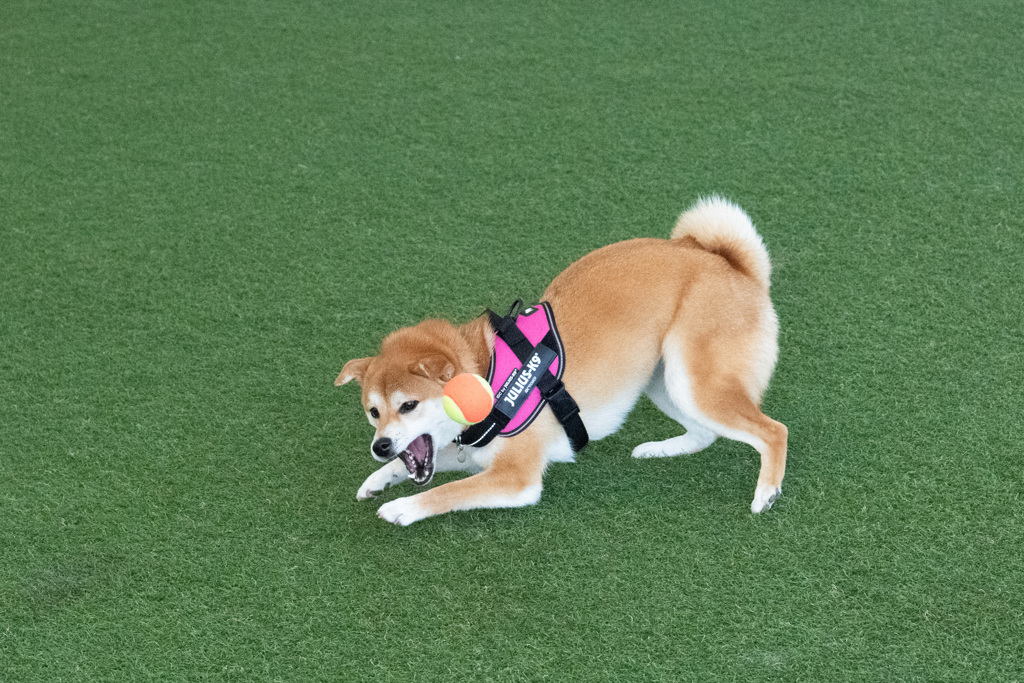 きゃっちー