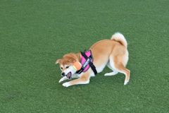 きゃっちー